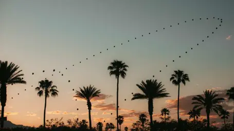 Coachella 2025