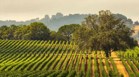 Napa & Sonoma